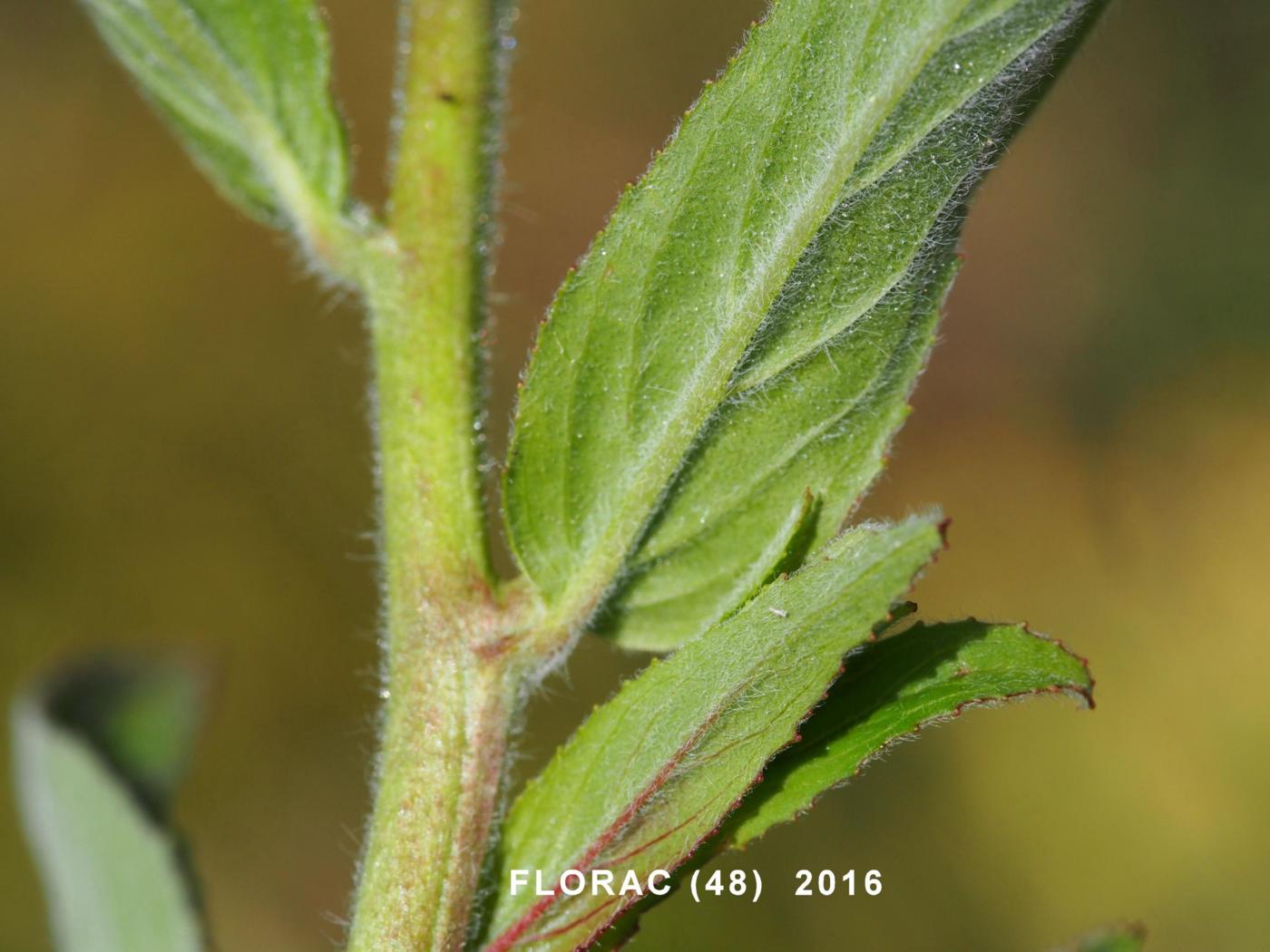 Willow-herb, Small flowered leaf